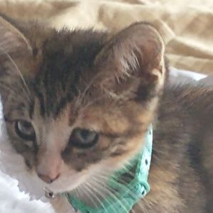 Meet your Posher, Casey